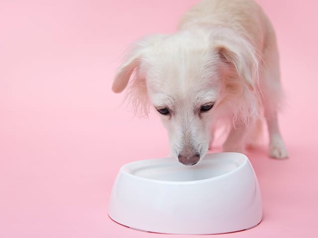 犬の食事