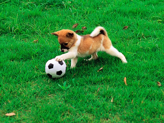 ボールで遊ぶ犬